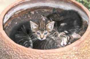 Cuccioli in casa Gem