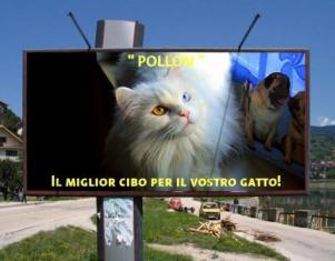 ... di foto-gatto-modello. :-)