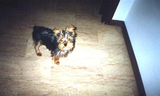 Mordicchio