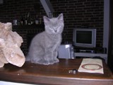 Camillo